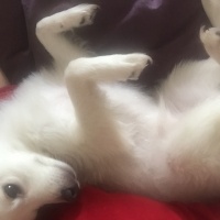 Pomeranyalı, Köpek  Zilli  fotoğrafı