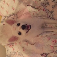 Pomeranyalı, Köpek  Zilli  fotoğrafı