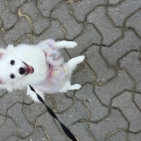 Pomeranyalı, Köpek  Zilli  fotoğrafı