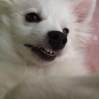 Pomeranyalı, Köpek  Zilli  fotoğrafı