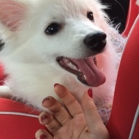 Pomeranyalı, Köpek  Zilli  fotoğrafı