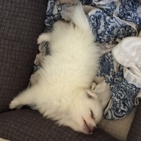 Pomeranyalı, Köpek  Zilli  fotoğrafı