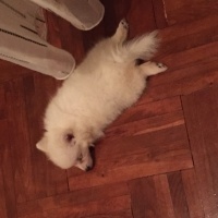 Pomeranyalı, Köpek  Zilli  fotoğrafı