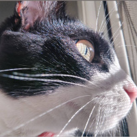 Tuxedo (Smokin) Kedi, Kedi  Leo fotoğrafı