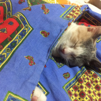 Tekir Kedi, Kedi  Boncuk fotoğrafı