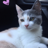 Tekir Kedi, Kedi  Boncuk fotoğrafı