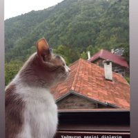 Tekir Kedi, Kedi  Boncuk fotoğrafı