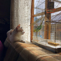 Tekir Kedi, Kedi  Boncuk fotoğrafı