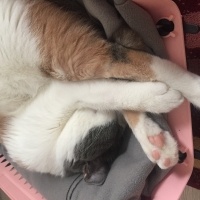 Tekir Kedi, Kedi  Boncuk fotoğrafı