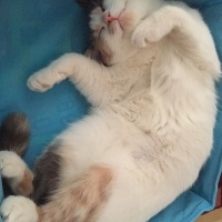 Tekir Kedi, Kedi  Boncuk fotoğrafı
