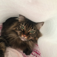 Tekir Kedi, Kedi  Mi fotoğrafı