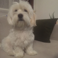 Maltese, Köpek  Frida fotoğrafı