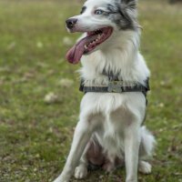 Avustralya Çoban Köpeği, Köpek  Oreo fotoğrafı