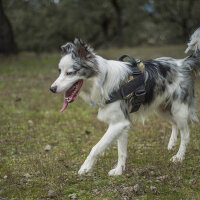 Avustralya Çoban Köpeği, Köpek  Oreo fotoğrafı