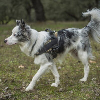 Avustralya Çoban Köpeği, Köpek  Oreo fotoğrafı