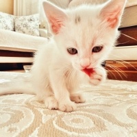 Ankara Kedisi, Kedi  Mia fotoğrafı