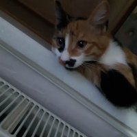 Tekir Kedi, Kedi  Guzu fotoğrafı
