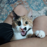 Tekir Kedi, Kedi  Guzu fotoğrafı