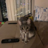 Tekir Kedi, Kedi  Ena fotoğrafı