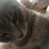 Tekir Kedi, Kedi  Ena fotoğrafı