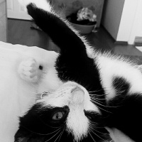 Tuxedo (Smokin) Kedi, Kedi  GÖLGE fotoğrafı