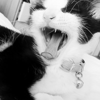 Tuxedo (Smokin) Kedi, Kedi  GÖLGE fotoğrafı