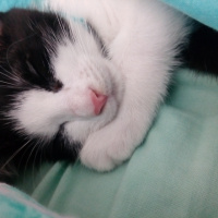 Tuxedo (Smokin) Kedi, Kedi  GÖLGE fotoğrafı