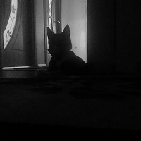 Tuxedo (Smokin) Kedi, Kedi  GÖLGE fotoğrafı