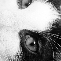 Tuxedo (Smokin) Kedi, Kedi  GÖLGE fotoğrafı