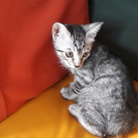 Norwegian Forest, Kedi  Isimsiz fotoğrafı