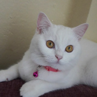 British Shorthair, Kedi  Prenses fotoğrafı