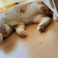 Sarman, Kedi  yumak fotoğrafı