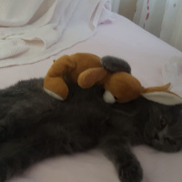 Scottish Fold, Kedi  Mira fotoğrafı