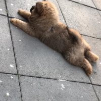 Chow Chow (çin Aslanı), Köpek  Mathilda fotoğrafı