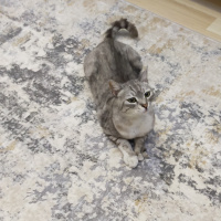 British Shorthair, Kedi  Duman fotoğrafı
