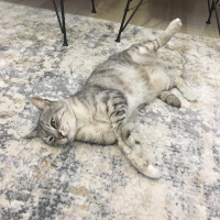 British Shorthair, Kedi  Duman fotoğrafı