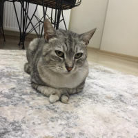 British Shorthair, Kedi  Duman fotoğrafı