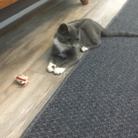 Tekir Kedi, Kedi  Zilli fotoğrafı
