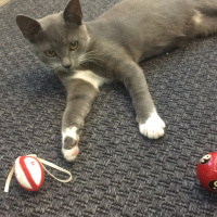 Tekir Kedi, Kedi  Zilli fotoğrafı