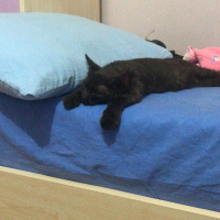 York Chocolate, Kedi  Oreo fotoğrafı