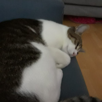 Tekir Kedi, Kedi  zilli fotoğrafı