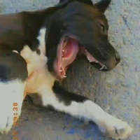 Amerikan Pitbull Terrier, Köpek  Zeyna fotoğrafı
