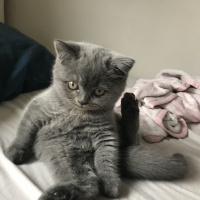 British Shorthair, Kedi  Belo fotoğrafı