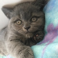 British Shorthair, Kedi  Belo fotoğrafı