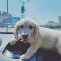 Golden Retriever, Köpek  Leon fotoğrafı