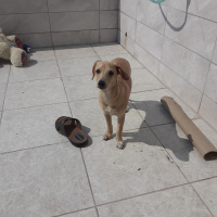 Tibet Terrieri, Köpek  Bade fotoğrafı