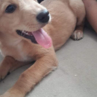 Golden Retriever, Köpek  Goldin labrador ucretsiz herseyiyle beraber fotoğrafı