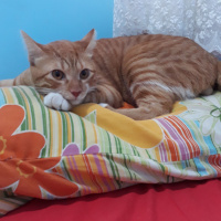 Sarman, Kedi  Oscar fotoğrafı