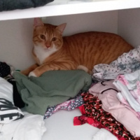 Sarman, Kedi  Oscar fotoğrafı