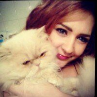 İran Kedisi (Persian), Kedi  pafy fotoğrafı